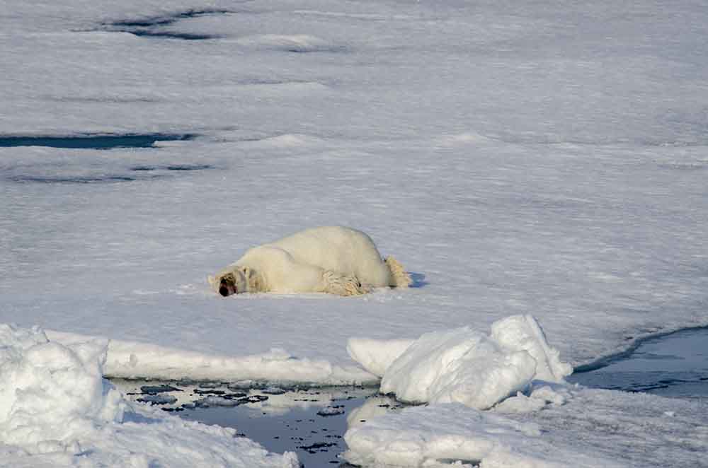 Oso Polar - islas Svalbard - Noruega 46.jpg